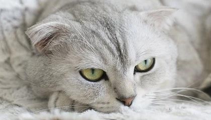 全运会女子5000米决赛 河南选手梁田田获得冠军